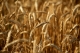 FOCUS ON/Alimentazione e benessere