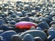 FOCUS ON/Essere Leader
