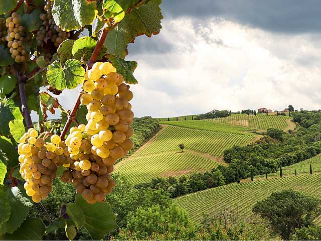 AGGIORNAMENTO PERMANENTEIN PRESENZA
Innovare rispettando territori e radici: vendemmia tra le viti di Masciarelli Tenute Agricole