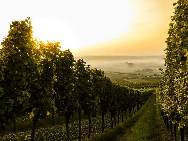 AGGIORNAMENTO PERMANENTEIN PRESENZA
Dal filare alla filiera
un giorno nei vigneti delle Cantine Masciarelli