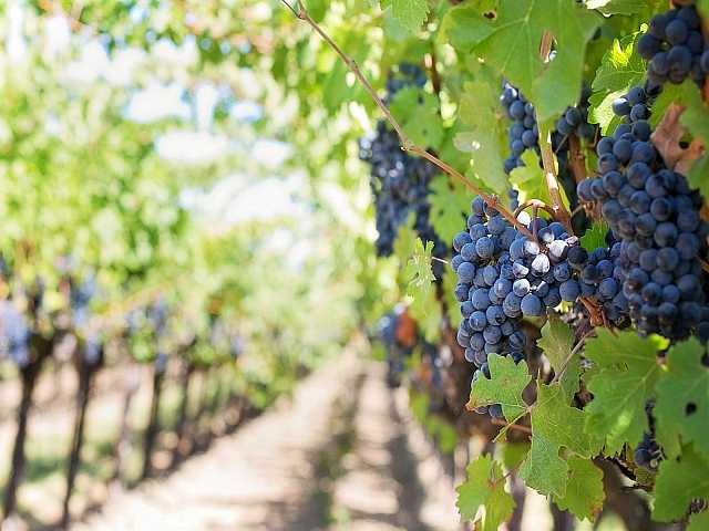 AGGIORNAMENTO PERMANENTEIN PRESENZA
Profumi di/vini: vendemmia tra le viti di Umani Ronchi, radici antiche per il vino del futuro