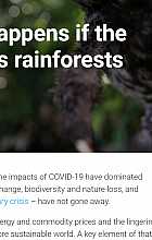 Here’s what happens if the world loses its rainforests